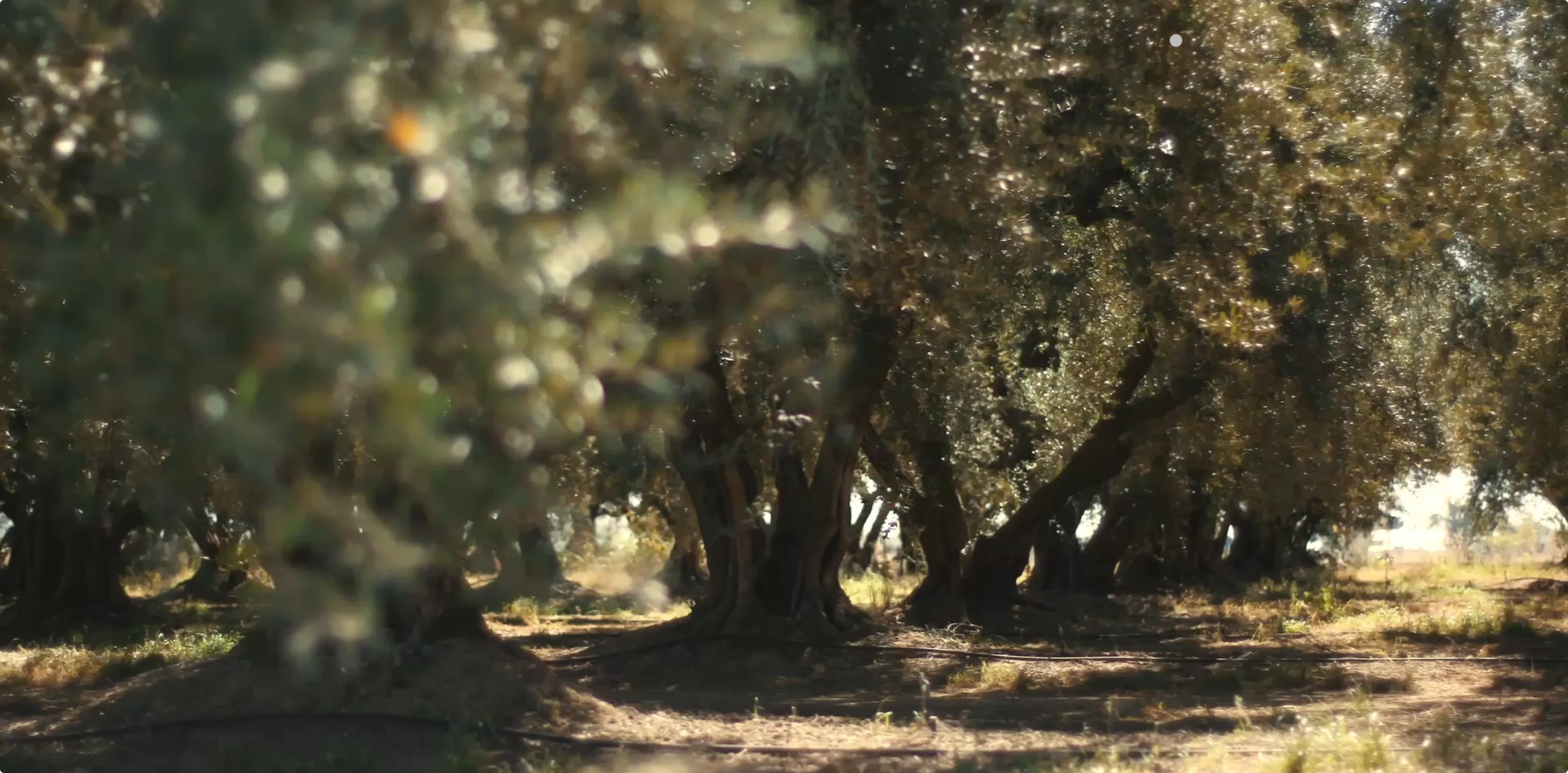 Olive Oil With 2× the Polyphenols Required for Heart Health